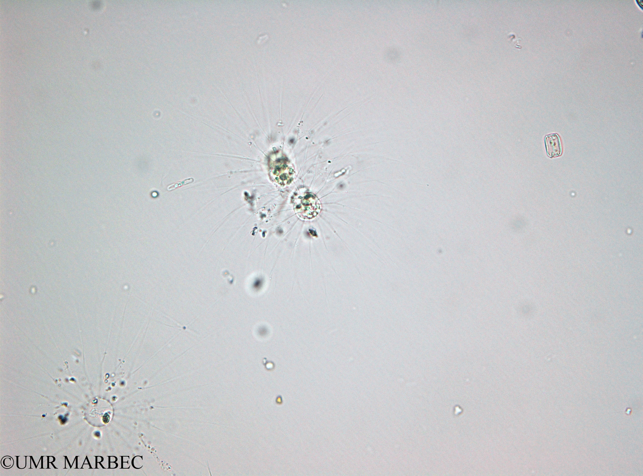 phyto/Thau_Lagoon/THAU_station1/OSU_plancton 2013/Bacteriastrum furcatum (40x -140210 -2)(copy).jpg
